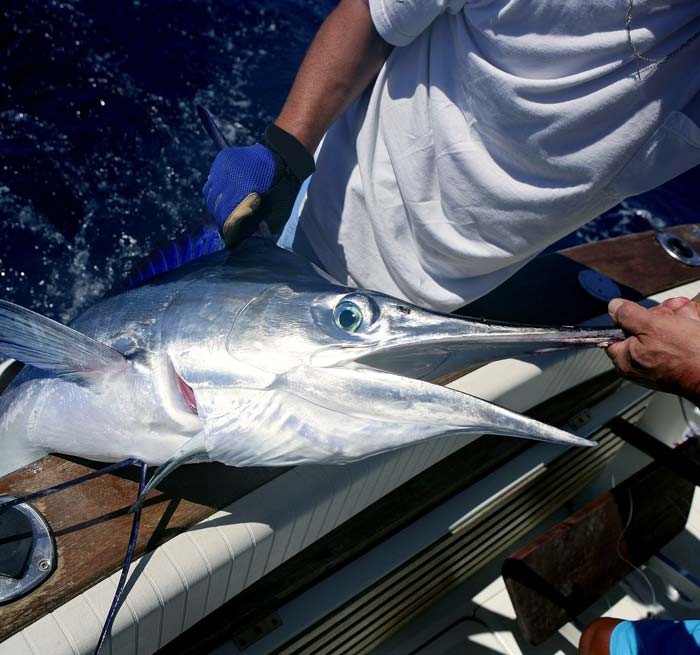 Pesca de alta mar Punta Cana, tours en punta cana, pesca en punta cana, charter Pesca compartida from Bavaro, Punta Cana, Uvero Alto - Dominican Republic