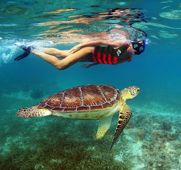 Snorkeling with Turtles Riviera Maya, Snorkeling cenote, turtles mexico, snorkeling mexico, Best Tours Mexico Snorkeling,Snorkeling,Animals Underwater World from Puerto Aventuras, Cancun, Puerto Morelos, Playa del Carmen, Tulum, Playa ... - Mexico