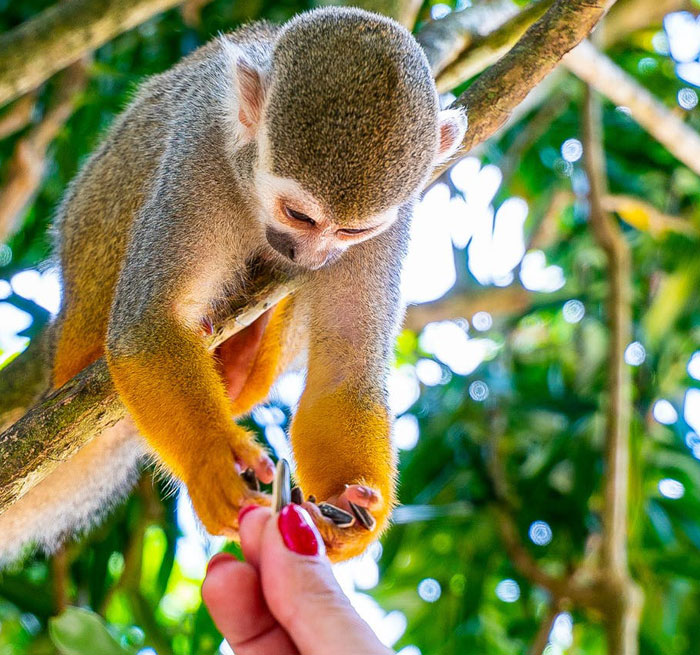 MICHES Monkeyland