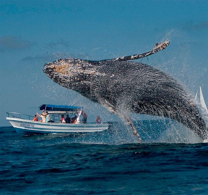 BAYAHIBE Samana Whales