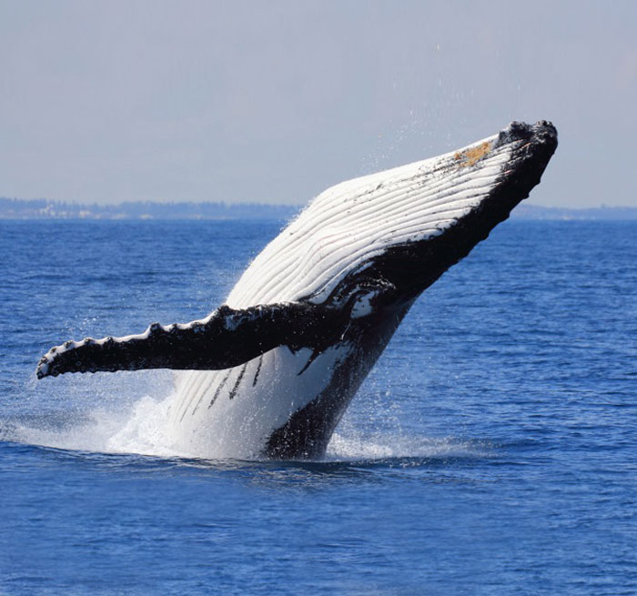 JUAN DOLIO Samana Whales