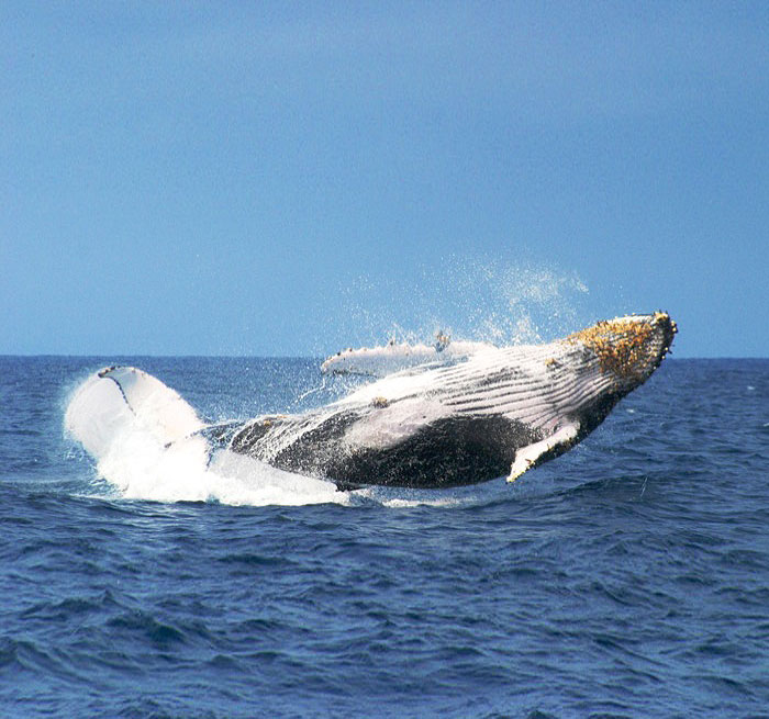 SAMANA Whale Watching